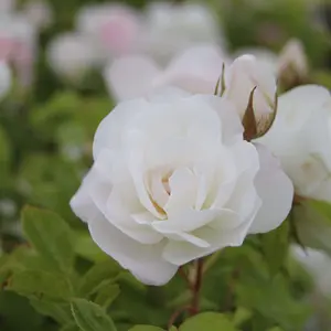 Rose Bush Iceberg - Floribunda White Hybrid Tea Rose in a 3L Pot