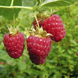 Premium Raspberry Autumn Bliss Fruit Plants - Pack of 5 Canes to Grow Your Own