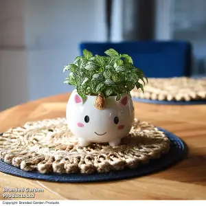 Gift Pot Unicorn With Gold Horn and Fittonia 8.5cm Pot x 1