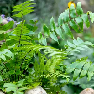 4 x Hardy Fern Plant Mix - Evergreen Outdoor Ferns - Shade Loving Plants Garden Ready - Ideal for Rockeries, Containers & Pots