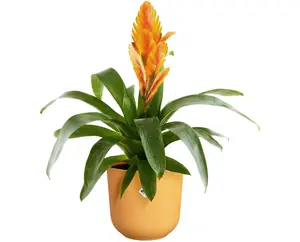 Elho Jazz Round 16cm Amber Yellow Recycled Plastic Plant Pot