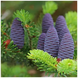 10 Korean Fir Trees / Abies Koreana, 15-20cm Tall, Very Popular Ornamental Plant 3FATPIGS