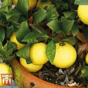 Citrus Fruit Collection - Lemon & Orange - 2 Potted Plants