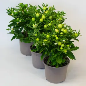 3 x Solanum - Plants Outdoor in 10.5cm Growers Pots