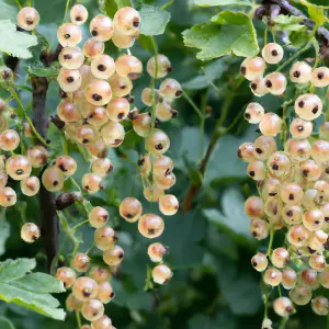 Lincolnshire Fruits White Versailles Bareroot 3 Litre white currant