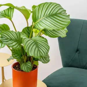 Calathea Orbifolia in 12cm Pot - 30-35cm in Height - Indoor Striped Prayer Plant