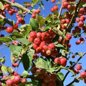 Malus Red Sentinel Tree - Crab Apple Tree, White Flowers, Tasty Fruit, Low Maintenance (5-6ft)