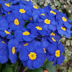 Polyanthus Blue Bedding Plants - Delicate Blooms (6 Pack)