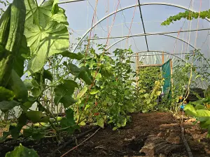 14ft x 48ft Straight Sided Polytunnel Kit, Heavy Duty Professional Greenhouse