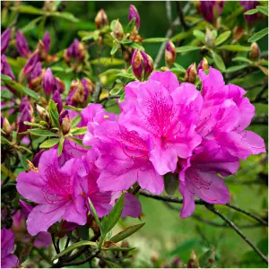 Japanese Azalea Geisha Pink in a 9cm Pot, Pink Flowers