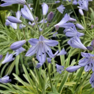 Agapanthus Golden Drop - Agapanthus africanus, Deciduous Perennial (10-20cm Height Including Pot)