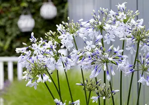 Agapanthusin 9cm Pots Garden Ready Agapanthus Plants Ready to Plant Out Supplied as 2 x Established Plant Ready