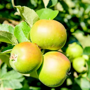 Dwarf Patio Bramley's Seedling Apple Tree Ready to Fruit,The Most Popular Cooker 3FATPIGS