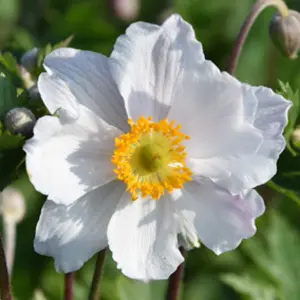 Anemone Ruffled Swan - Graceful Ruffled White Blooms, Compact Size (15-30cm Height Including Pot)