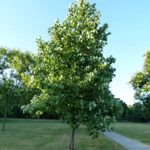 Liriodendron Tulipifera Tree - Tulip-Shaped Flowers, Vibrant Colour, Ornamental (5-6ft)