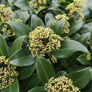 3 Large Skimmia Plants in 9cm Pots - Mixed Varieties - Autumn/Winter Colour