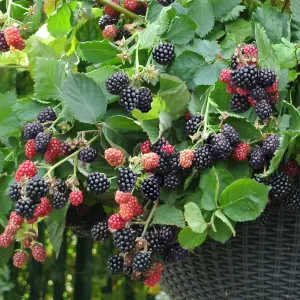 1 x BlackBerry 'Black Cascade' in 9cm Pot Trailing BlackBerry Plants Ready to Plant Out Garden Ready Plants