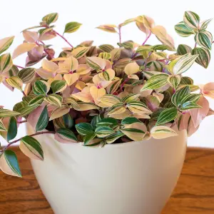 Tradescantia Quadricolor Houseplant - Ideal Tabletop Home Office Inch Plant, Low Maintenance Houseplant (15-25cm)