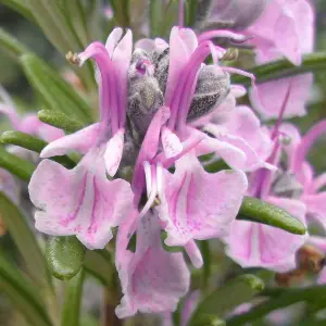 Rosmarinus Roseus Garden Plant - Pink Flowering, Compact Size (20-30cm Height Including Pot)