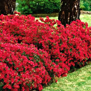 Azalea Red - Vibrant Flowers, Evergreen Shrub, Hardy (20-30cm Height Including Pot)