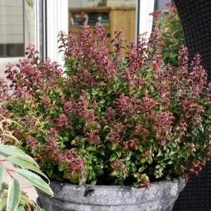 Leucothoe Curly Red Plant in 2L Pot with Hessian Gift Wrap - Dog Hobble Evergreen Shrub - Easy to Grow Christmas Gardening Gift