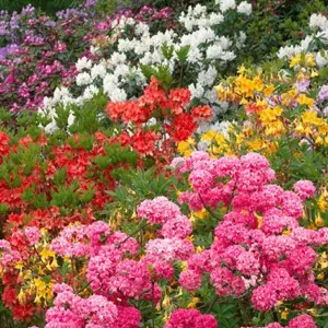 Rhododendron Mix 5 Plants (15-25cm Height Including Pot) Garden Plants - Assorted Varieties, Compact Shrubs