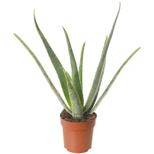 Aloe Vera - Low-Maintenance Indoor Succulent Plant for Home Décor (30-40cm Height Including Pot)