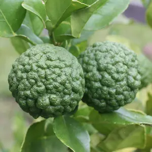 Kaffir Lime Tree - Outdoor Fruit Tree, Grow Your Own Tasty Fruits, Ideal Size for UK Gardens in 20cm Pot (2-3ft)