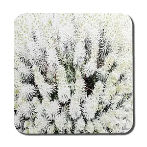 Square 6 Piece Coaster Set (Set of 6)