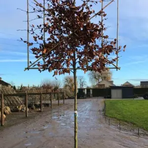 Beech Pleached Tree  with 180cm Stem and 14cm Girth