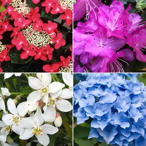 10 x Mixed Flowering Shrub Plants - Assorted Blooming Shrubs for Beautiful UK Gardens - Outdoor Plants (20-40cm)