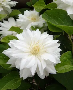 Clematis Manju - Long Flowering Double Cream Climber - 1 X 9cm Pot