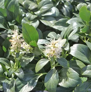 Pachysandra Terminalis Green Carpet 9cm Potted Plant x 1