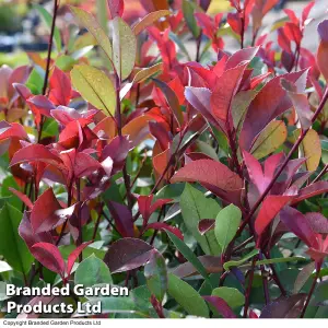 Hardy Shrub - Photinia Red Robin Standard Tree -3 Litre Potted Plant x 4 - Ready to Plant in Pots, Containers and Gardens