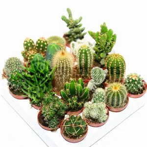 Cactus Plant Mix - Indoor Plant Mix for Home Office, Kitchen, Living Room in Pots (20 plants)