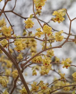 Corylopsis Spicata - Fragrant Winter Flowering Shrub 1x1.5l Pot