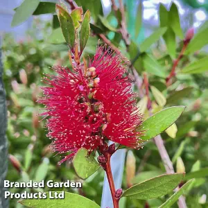 Red Callistemon Laevis - Large 15 Litre Potted Plant x 1 - Sun Loving Shrub