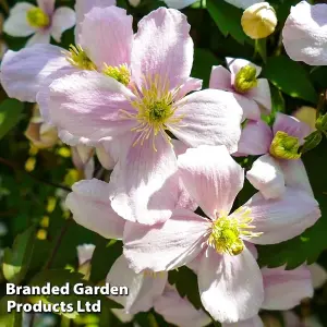 Clematis montana Mayleen 7cm Potted Plant  x 3