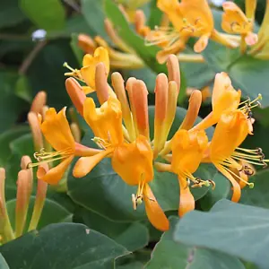 Lonicera Tellmanniana Garden Plant - Climbing Vine, Compact Size (20-30cm Height Including Pot)