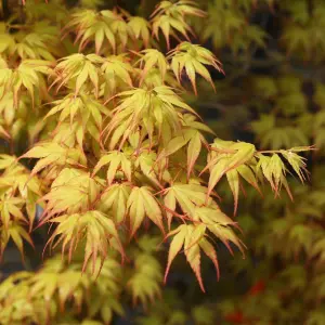 Acer Katsura - Japanese Maple, Ornamental Tree (20-30cm Height Including Pot)