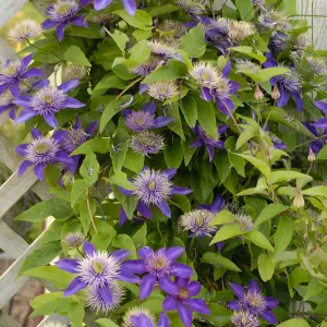 Clematis Multiblue - Multi-Toned Purple Blooms, Climbing Vine, Morning Sun (20-30cm Height Including Pot)