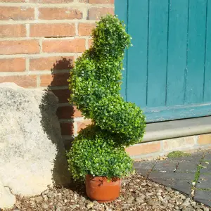 Smart Garden Boxwood Artificial topiary Iron