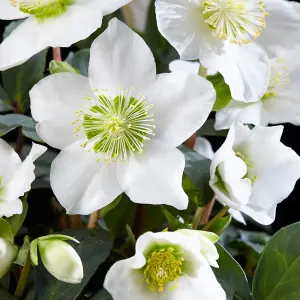 Helleborus Christmas Carol 12cm Potted Plant x 3