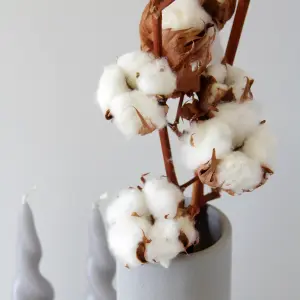 4 x Natural Dried Cotton Stems - Approx. 60cm in Height - Dried Flowers - Ideal for Home Décor - Flower Arranging