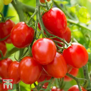 Tomato Romello F1 1 Seed Packet  (6 Seeds)