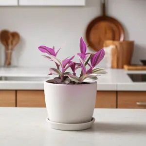 House Plant - Wandering Dude Nanouk - 5 cm Pot size - Below 10 cm Tall - Tradescantia Albiflora - Indoor Plant