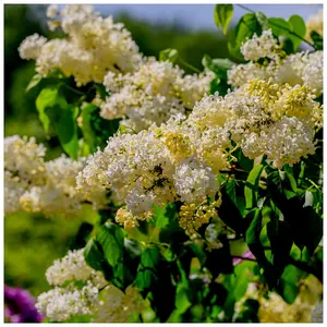 'Primrose' Syringa Vulgaris - Branched Lilac Tree 40-60cm Shrub in a 2L Pot. 3FATPIGS