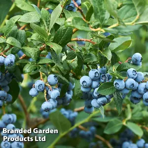 Blueberry (Vaccinium) Osorno 1.5 Litre Potted Plant x 1