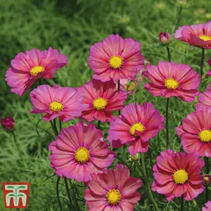 Cosmos bipinnatus Xsenia 1 Packet (25 Seeds)