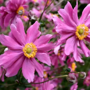 Anemone Prinz Heinrich - Vibrant Pink Blooms, Compact Size (15-30cm Height Including Pot)